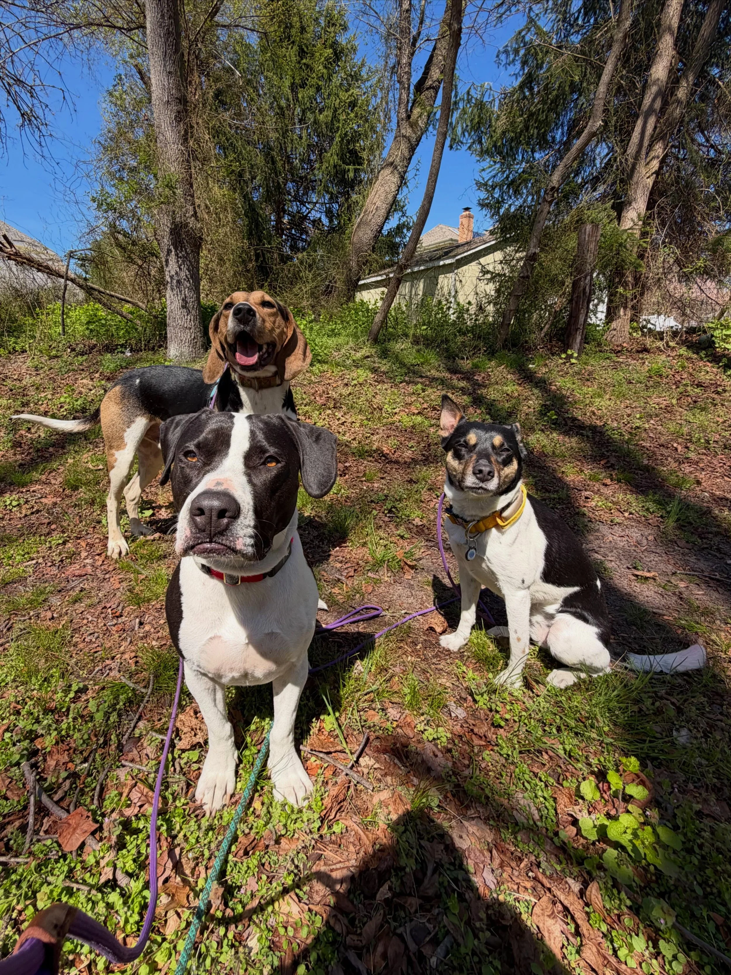 Journeys with Juniper recent adventures!! 🌿🥾🐾