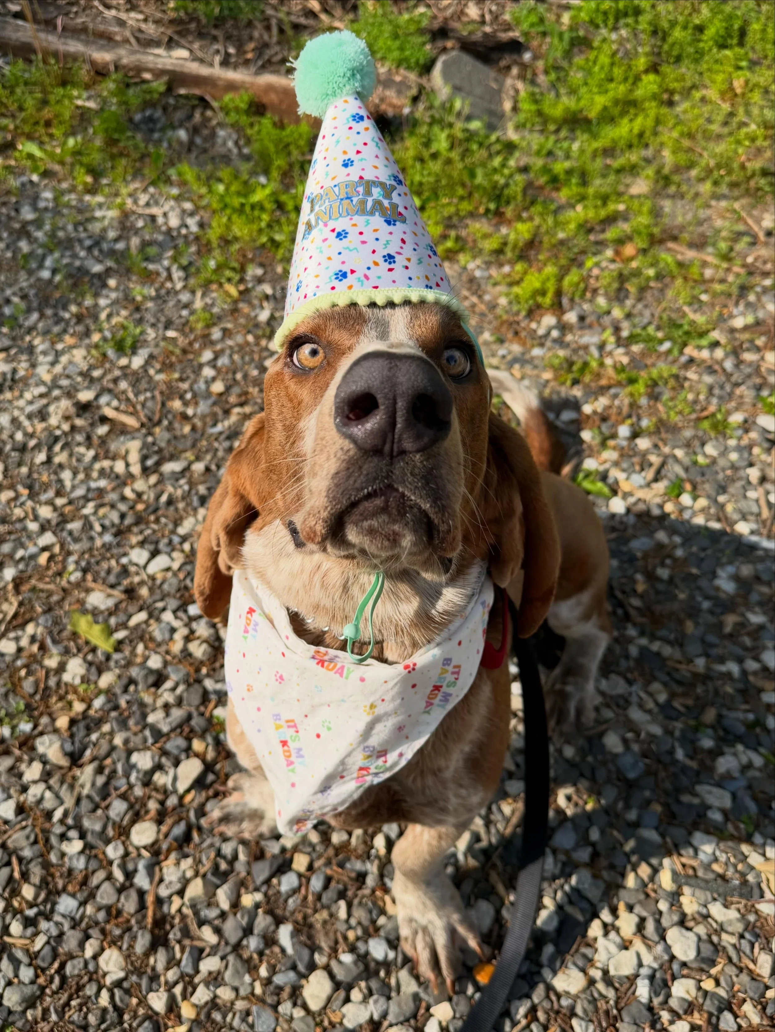 Happy 2nd Birthday to Mushroom! 🍄❤️🎂 He&rsquo;s only been home for 3 months and has shown so much more of his personality! He is the most insane, agile and energetic basset hound I&rsquo;ve ever met, but he&rsquo;s taking the heartworm treatment li