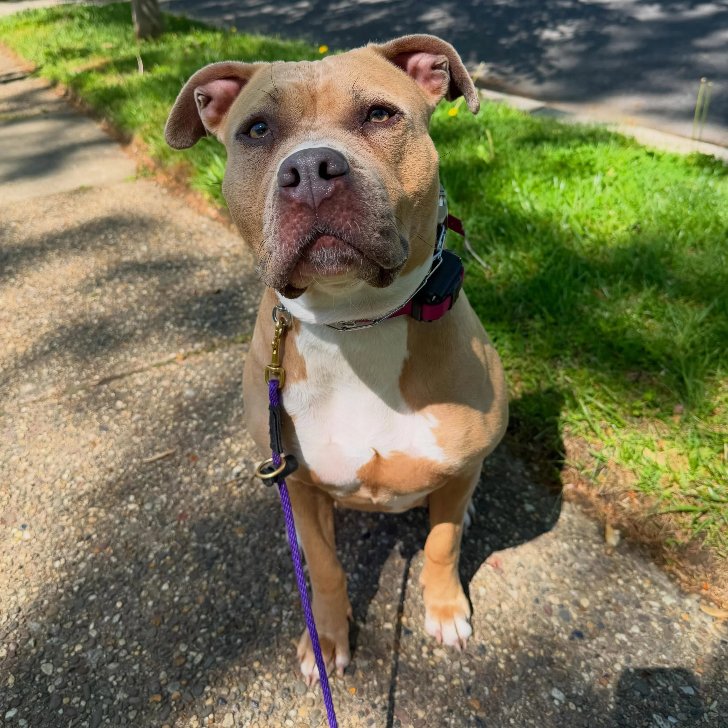 Shoutout to the 08108! 🏡✨ Collingswood &amp; Haddon Township are the absolute heart of our service area, and our pack has been growing like crazy lately! 

We are thrilled to welcome our newest local clients to the Paws &amp; Claws family: Sheba &am