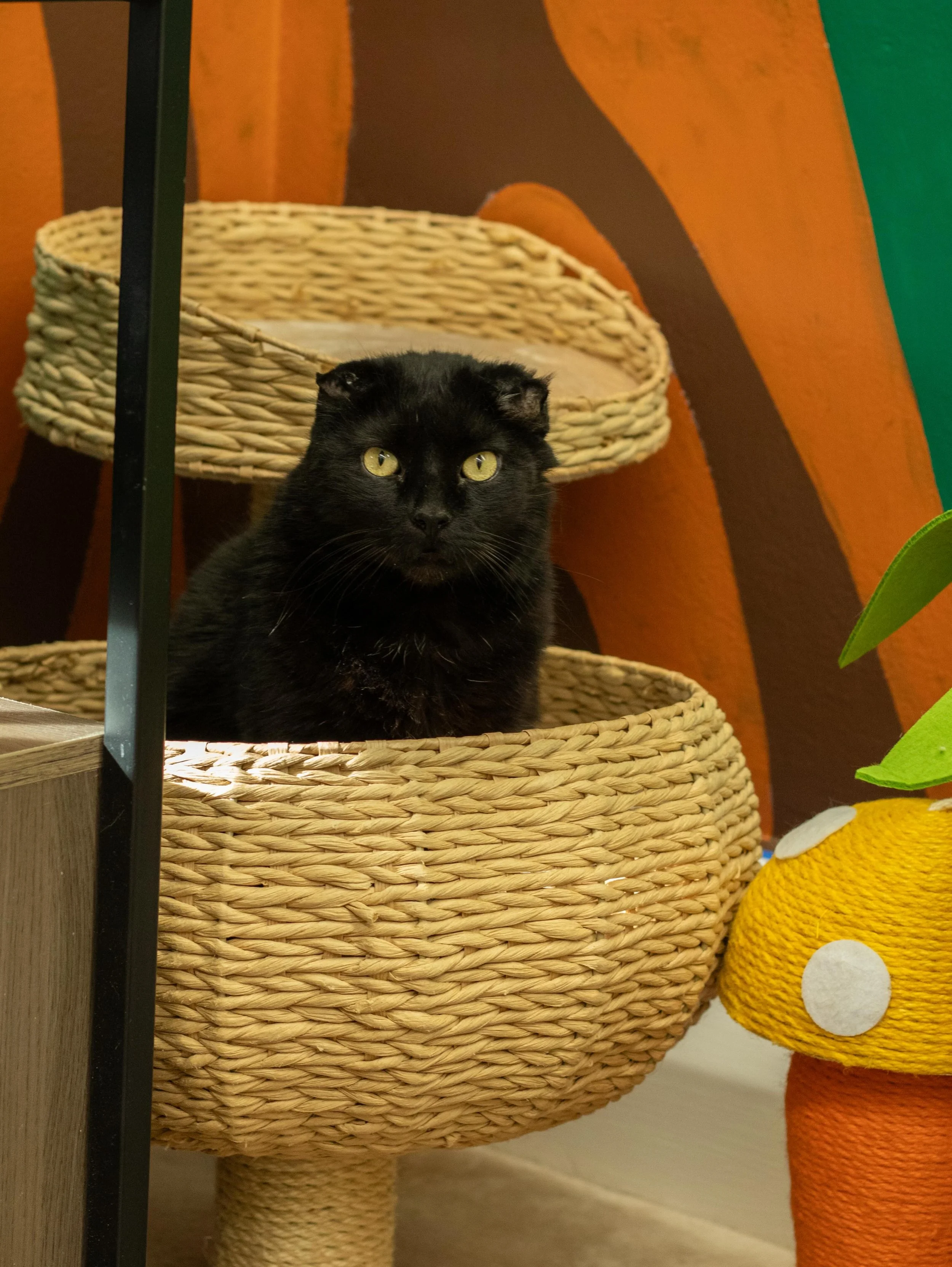 Adopt Baby Boy!!! ❤️ I took these pictures over a year ago at the @hissyhut and this guy is still looking for his furever home! He is such a sweetheart looking for a quiet home where he can feel safe and build trust! He is available as a foster-to-ad
