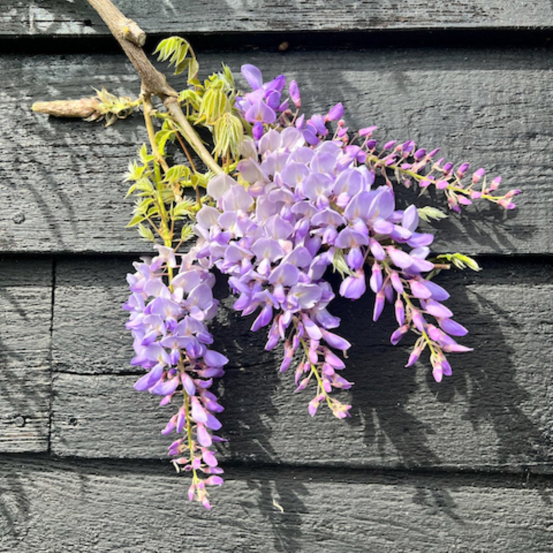 We thought we'd brighten up Monday morning with our beautiful wisteria! Did you know that in Japan, wisteria is not only April's flower but also the emblem of summer? It's a symbol of grace, beauty, and the arrival of warmer days. Happy Monday!

#Sho