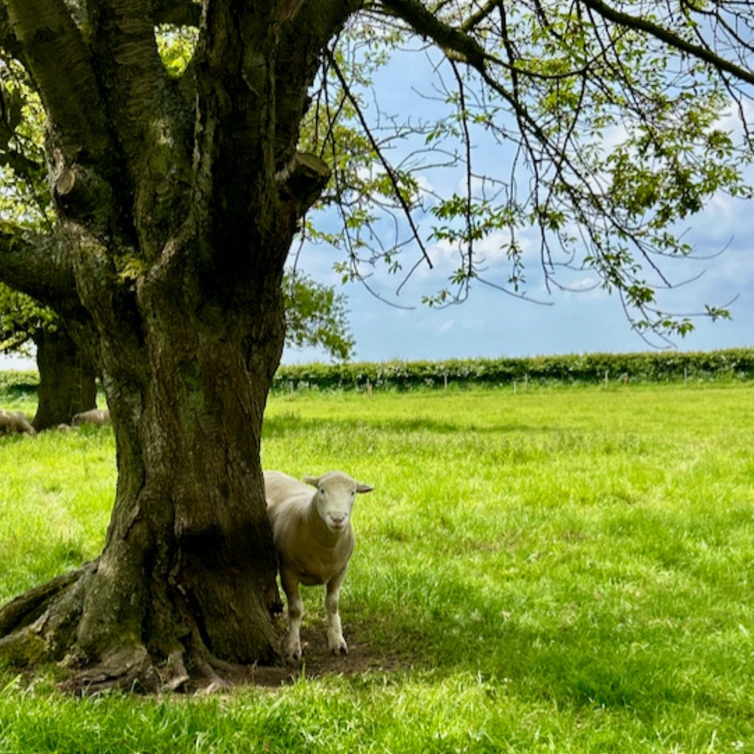 Coats off and shady spots! Our Poll Dorset guests are keeping cool! 🐑 They're also helping to keep our soil healthy.

#ShoreHallUK #PollDorset #Sheep #naturesfertilizer #grazing #countryside #sheepofinstagram
