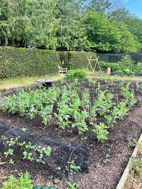 Each day brings new growth and the promise of delicious, home-grown produce from our potager garden. Our veggie beds are interplanted with flowers to attract beneficial insects with beautiful bursts of colour. 

Here's a taste of what's on the way:

