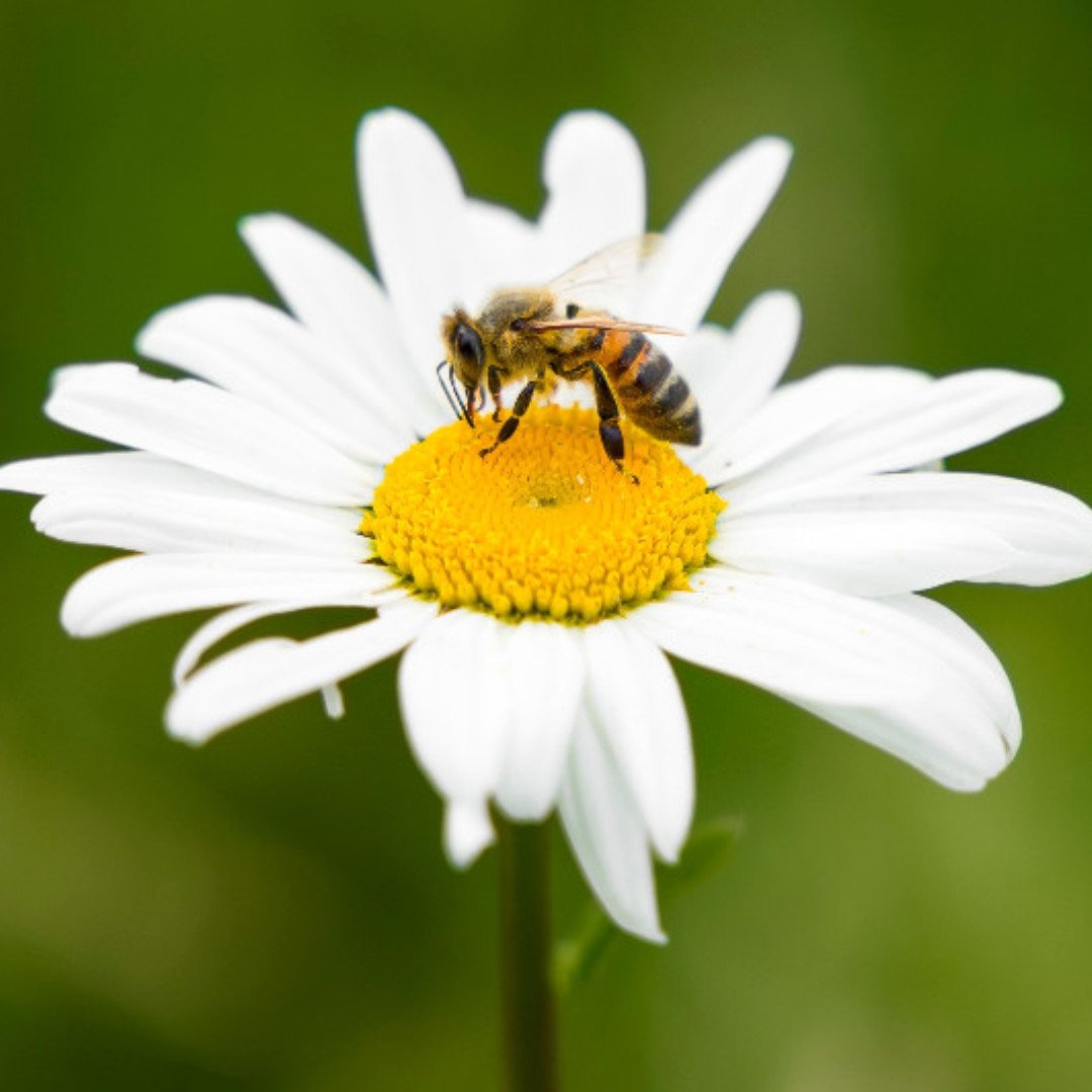 It's #worldbeeday 🐝 and we're celebrating the tiny heroes of our ecosystem. These fantastic little pollinators play a huge role in the health of our environment and the fruits, vegetables, and flowers in our gardens.  Plus, we're hoping they'll give