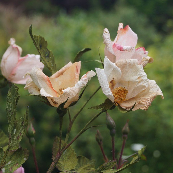 Nature&rsquo;s beauty, made by hand! 
Join us at Shore Hall on Saturday 21st June for a gentle morning of slow crafting and quiet creativity.

Guided by the gifted Meg @floragami.paperflower, you&rsquo;ll learn the art of Floragami &ndash; transformi
