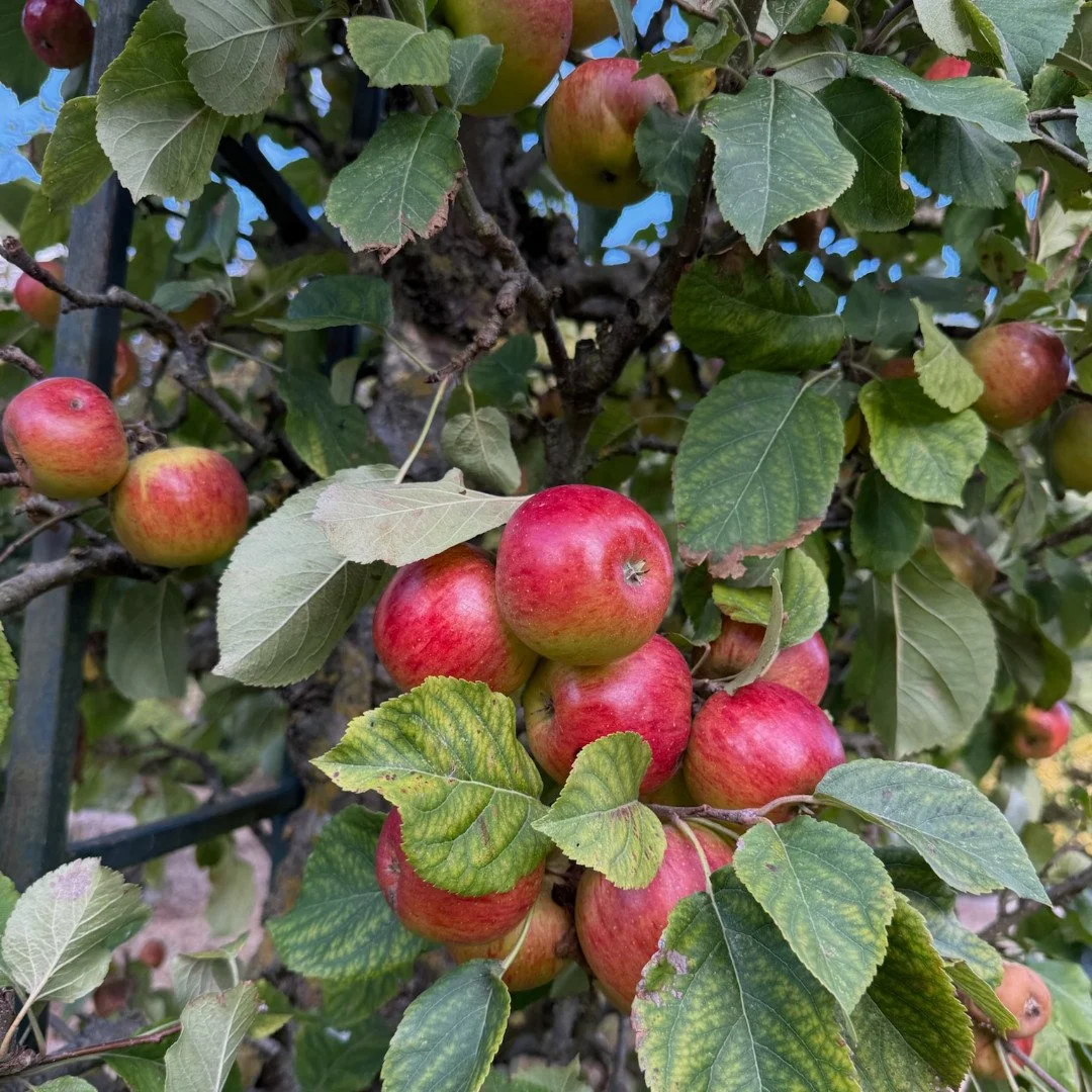 Today marks the autumn equinox 🍎🍂 A new season begins with simple pleasures and sweet pickings from the Potager garden.

#ShoreHallUK #AutumnEquinox #SlowLiving #CountrysideEscape #SimplePleasures #SeasonalLiving #GardenLife #RestAndRecharge