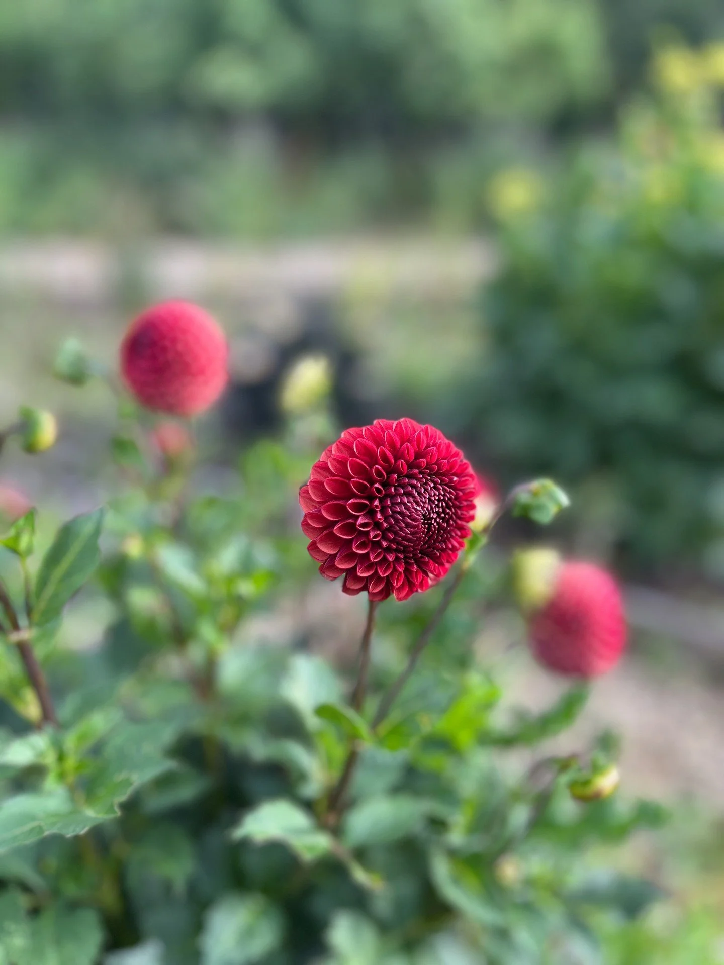 A perfect Friday floral to welcome the weekend! #FloralFriday

#SimpleThings #ShoreHallUK  #PetalPerfection #Dahlia #RetreatToNature #CountryGardens #EssexLife #AirbnbCountrysideEscape