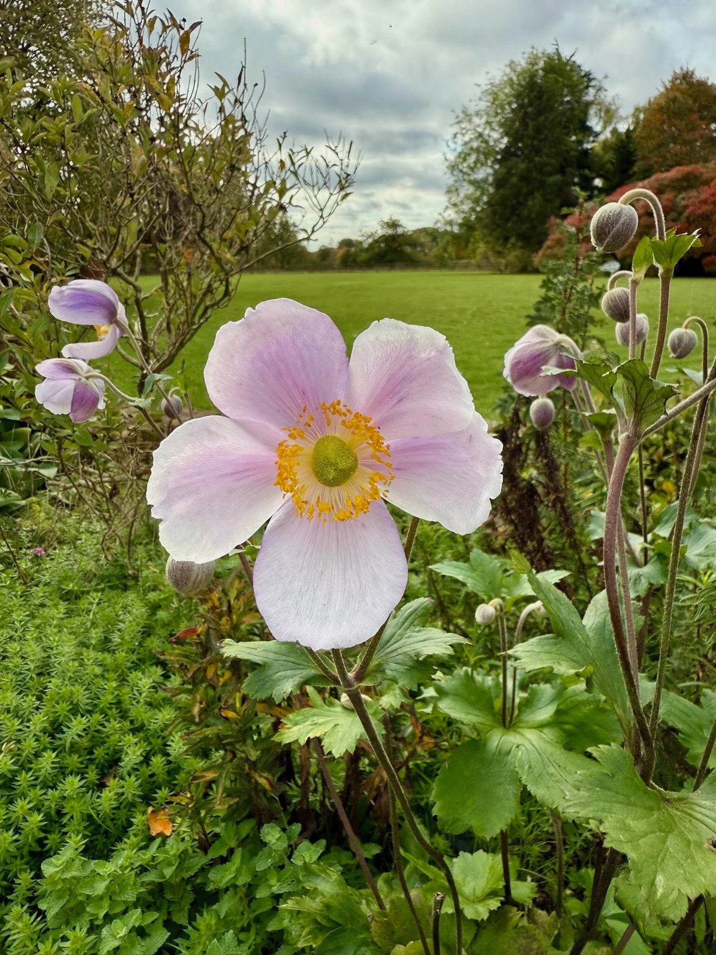 A little burst of colour to brighten a grey Monday 🌸  The garden always has just what we need!

#ShoreHallUK #MondayCalm #NatureInspires #CountryRetreat #GardenJoy #SimpleJoys #MindfulMoments #WellbeingInNature #CountryGardens