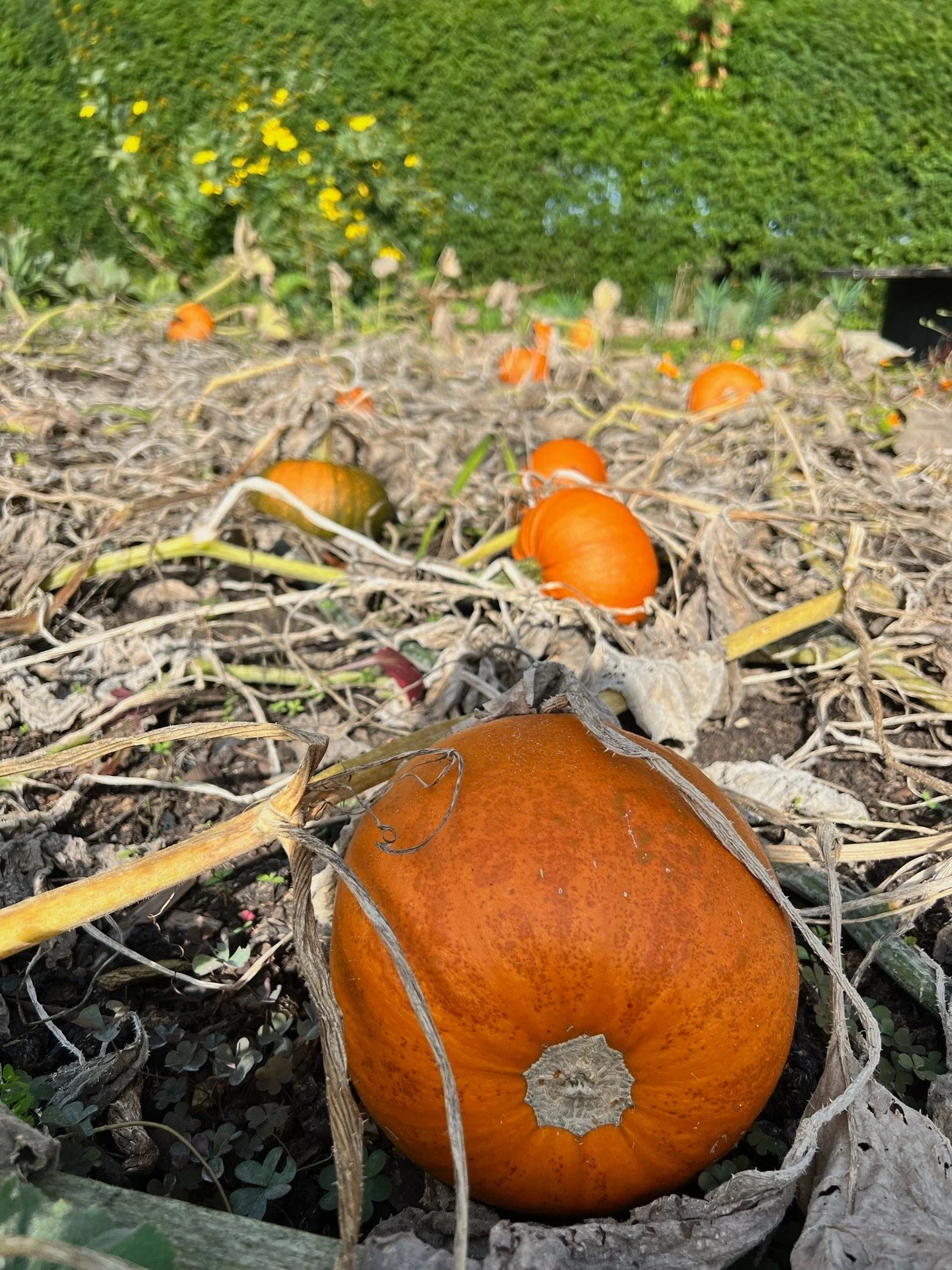Nature&rsquo;s own Halloween display. 🎃🍂�
Wishing you a happy Halloween from all at Shore Hall!

#ShoreHallUK #HalloweenAtShoreHall #AutumnDays #CountryRetreat #Finchingfield #EssexLife #NatureLovers #SeasonalBeauty #CountrysideEscape #PumpkinPatch