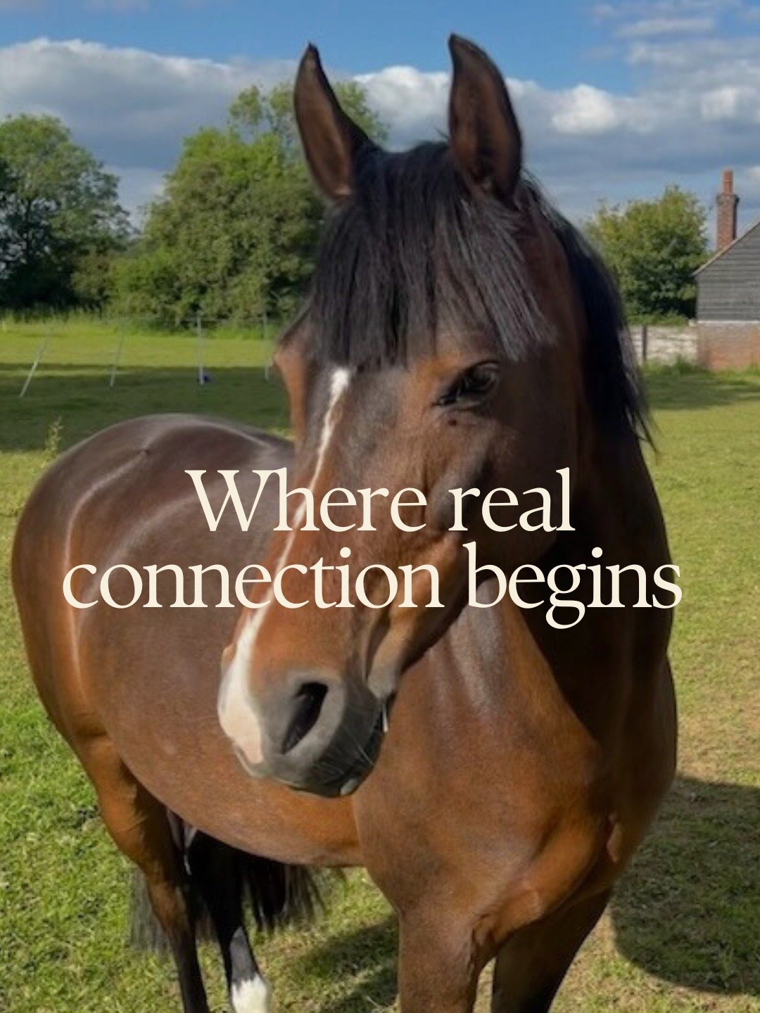 One of the things you can do at Shore Hall is&hellip; experience Horse Powered Insight&reg;.

Led by @laraholliday, these powerful sessions offer a unique way to explore communication, trust, boundaries, and leadership - guided by our horses' intuiti