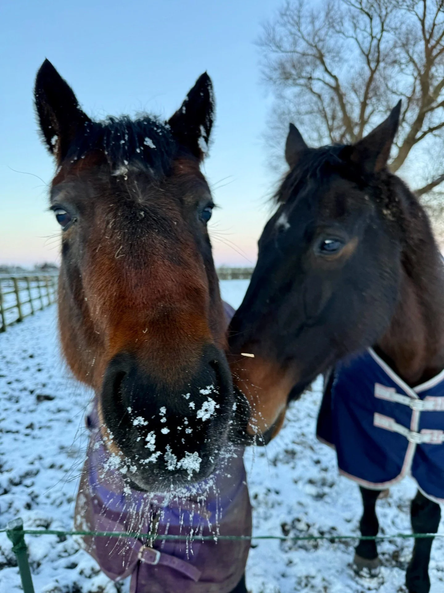 Snowy noses and icy whiskers! ❄️

#SnowyNoses #IcyWhiskers #ShoreHallUK #WinterAtShoreHall #CountryLife