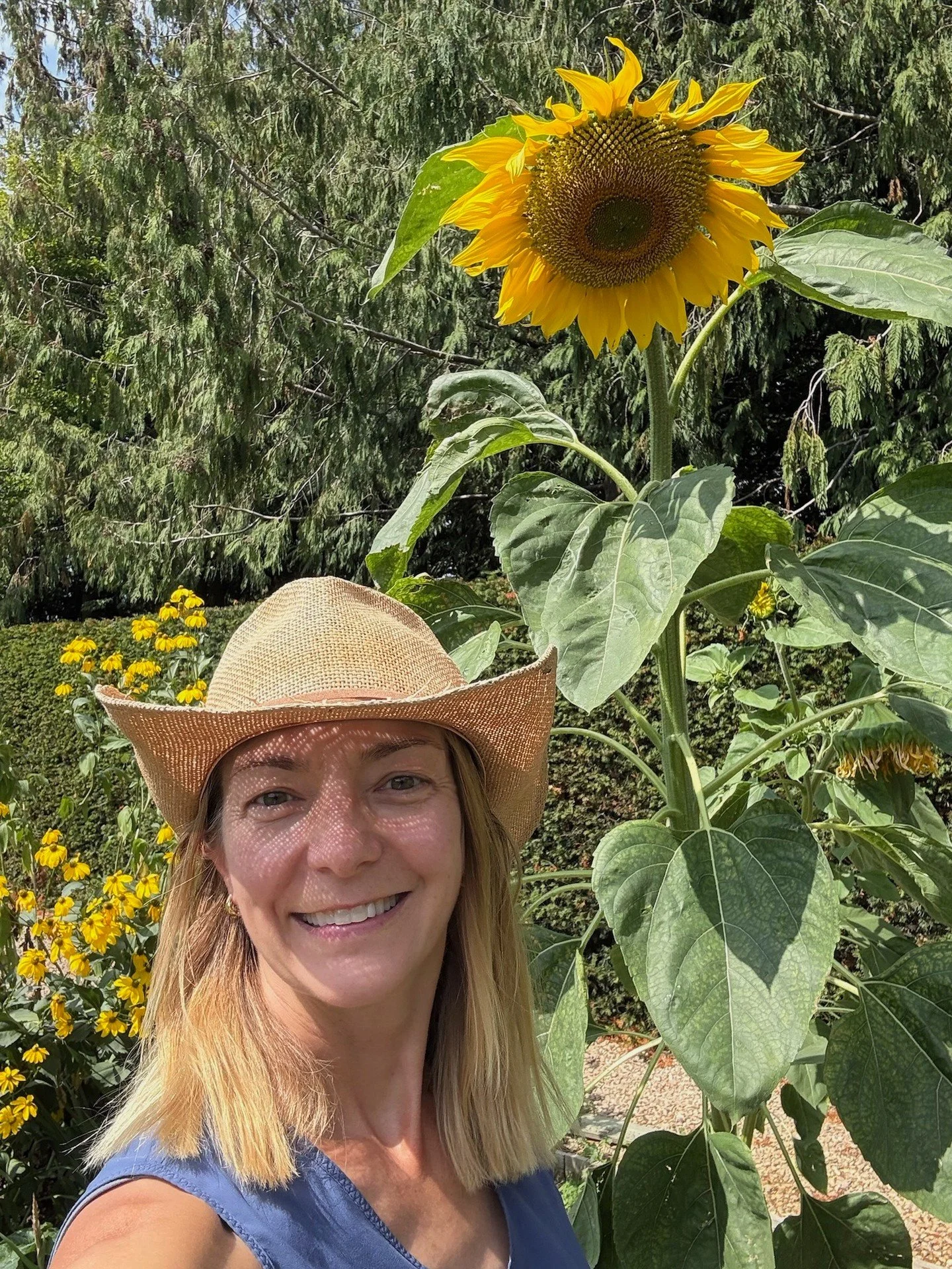 Sending a sunflower-powered sun fix for anyone who needs it today ☀️🌻

#WillItEverStopRaining #ShoreHallUK #SunflowerPower #NatureFix #GardenMoments #CountrysideLiving