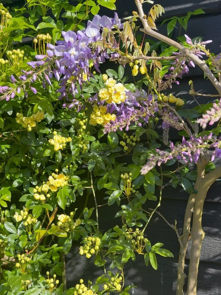 Our gardens aren&rsquo;t just beautiful&mdash;they&rsquo;re powerfully restorative. Layers of color, bold floral fragrances, and open landscape create the kind of environment our minds naturally respond to. 

Attention Restoration Theory is a concept