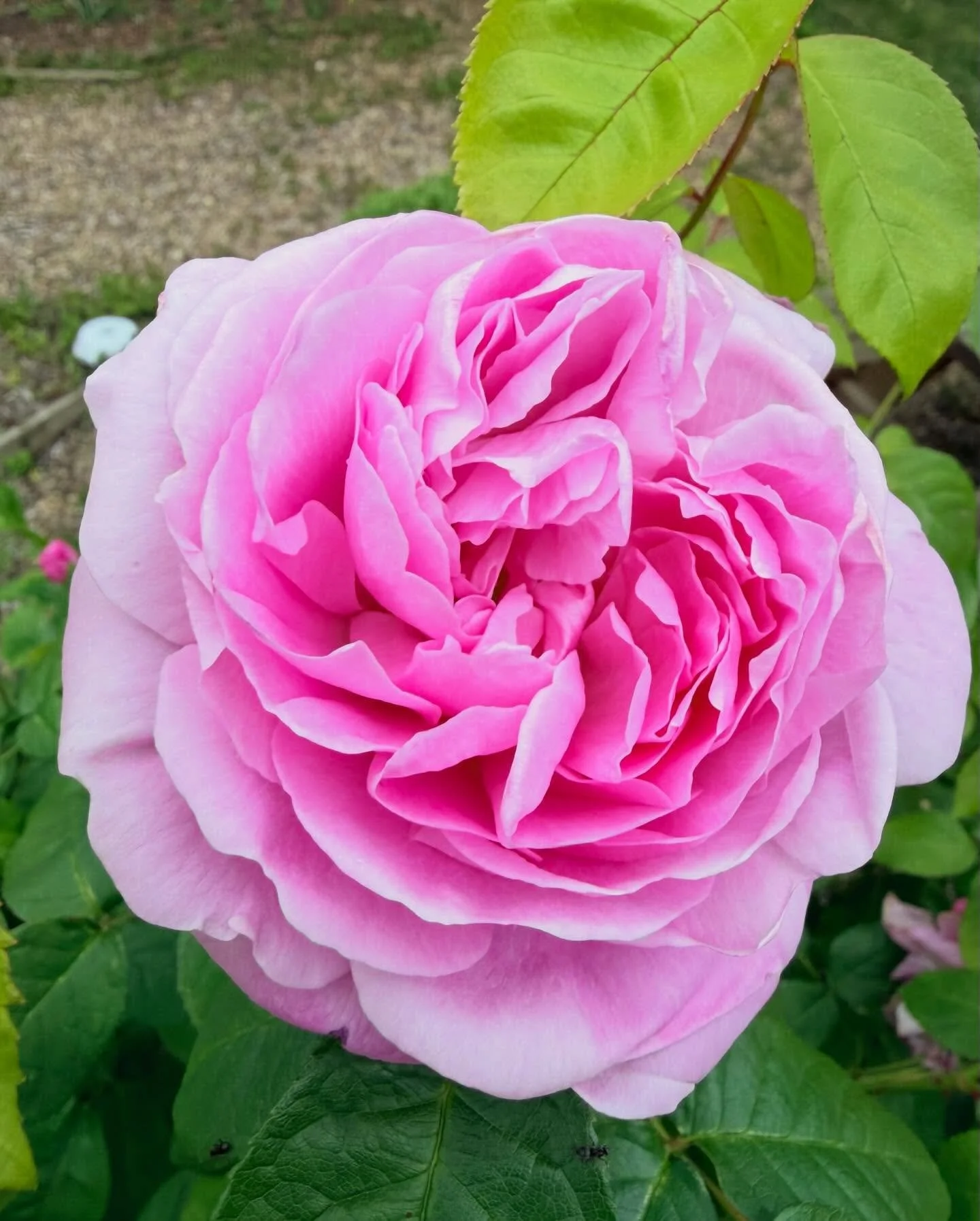 Getting primped and prepped for the big Open Gardens event in support of @finchingfieldguildhall 

On 30th May, along with many of our neighbours, we will open our gates and welcome you in to explore our gardens to raise much-needed funding to preser
