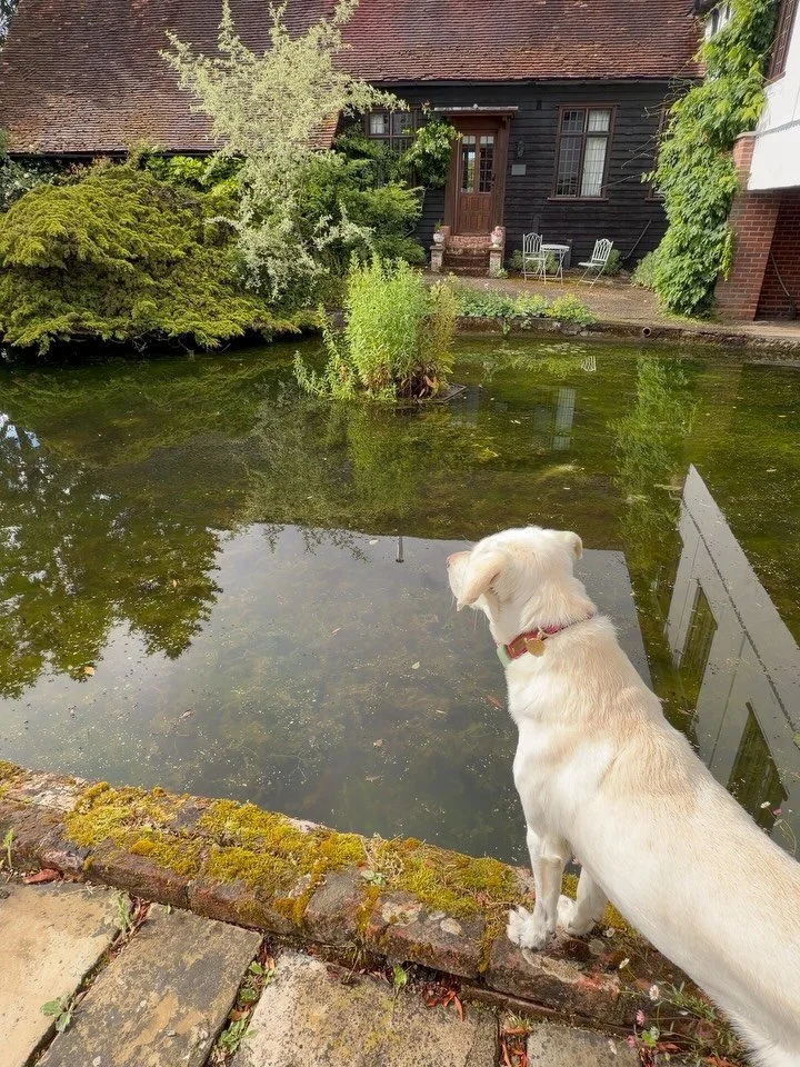 Jupiter watching over the baby moorhens. 🐣🐾💕

#DogFriendlyUK #CountrysideEscape #AirbnbUK #DogFriendlyHoliday #EssexCountryside