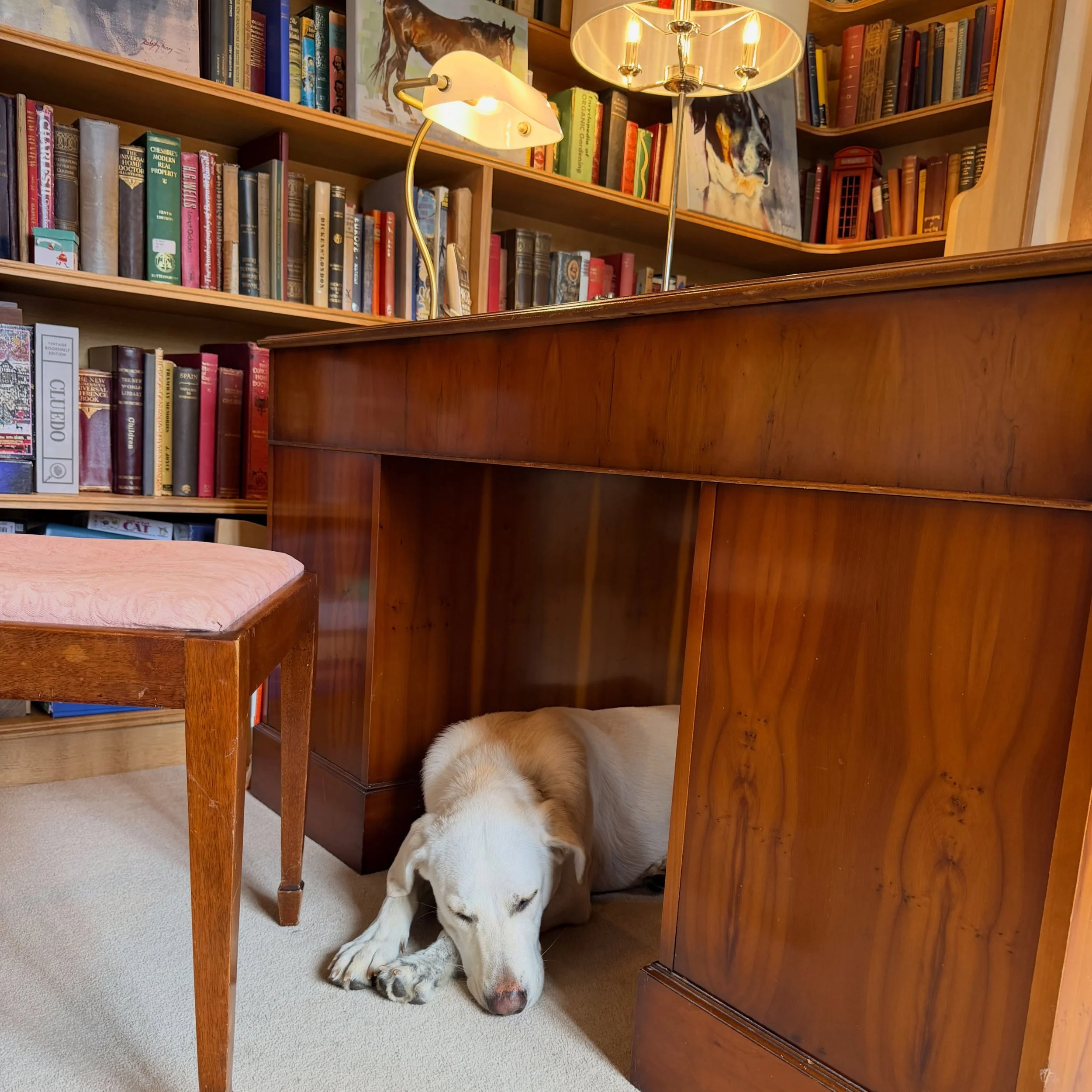 No better way to ride out the storm. 

#ShoreHallUK
#DogsofInstagram
#officespace 
#librarylife 
#staycationuk