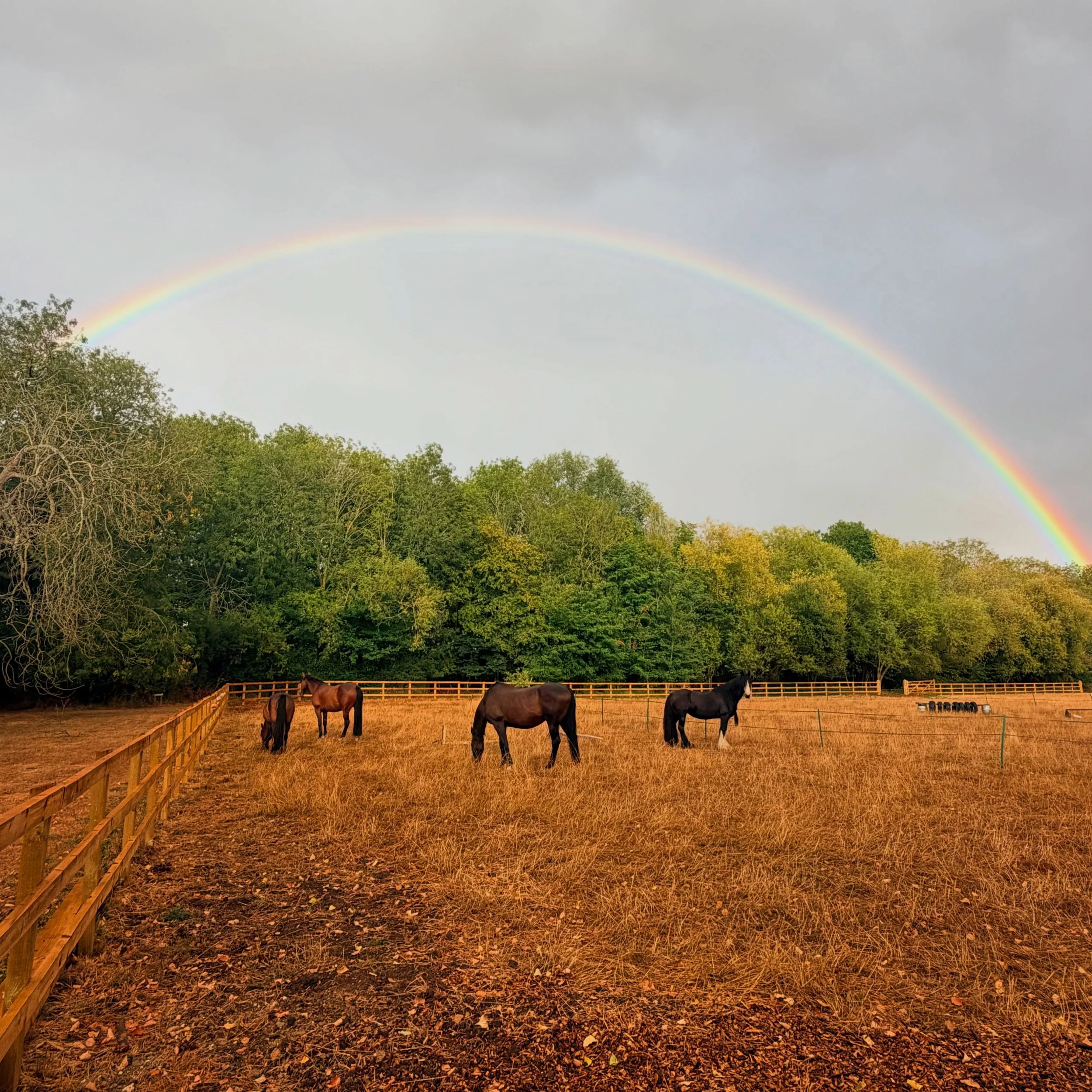 The rainbow connection 🌈

#ShoreHallUk
#CountryLiving
#horsesofinsta 
#equestrianlifestyle 
#rainbows