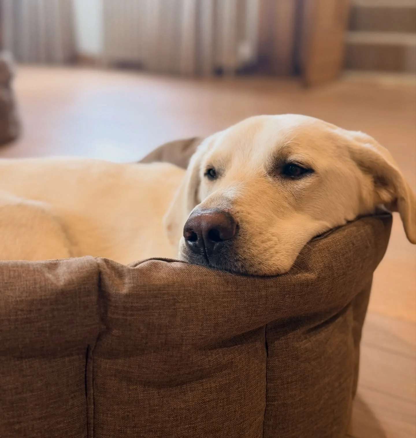 Play. Rest. #weekendwarrior 

#ShoreHallUK #dogfriendlyholidays #ukstaycation #weekendplans