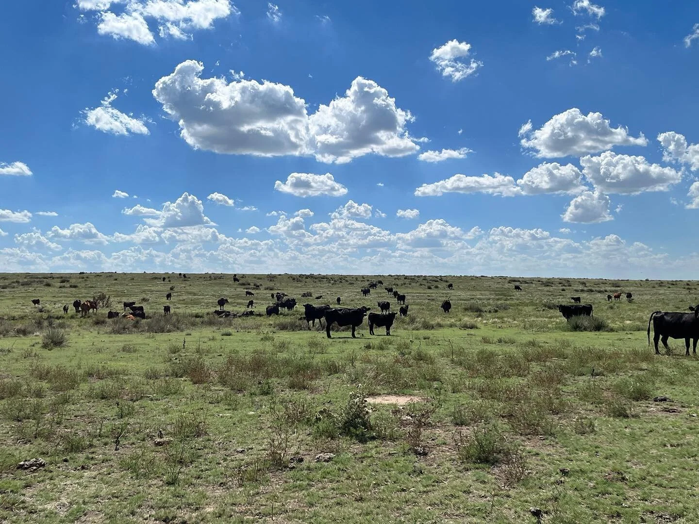 Bamber Ranch | Ranch Raised Beef | Denver & Aurora, CO