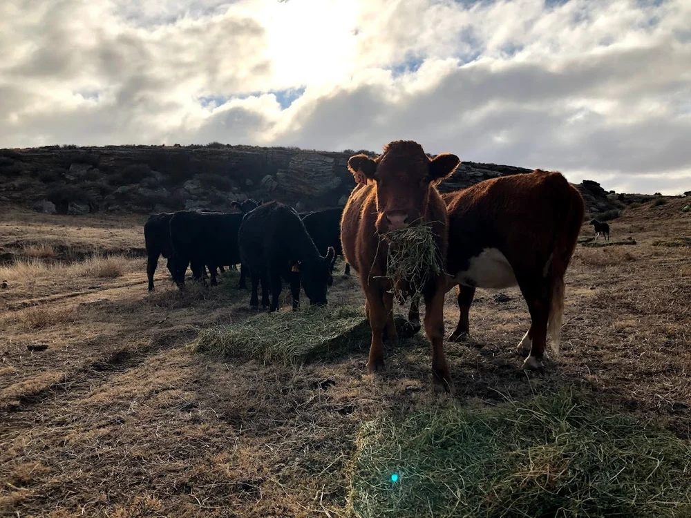 Bamber Ranch | Ranch Raised Beef for Sale | Denver, Colorado Springs ...