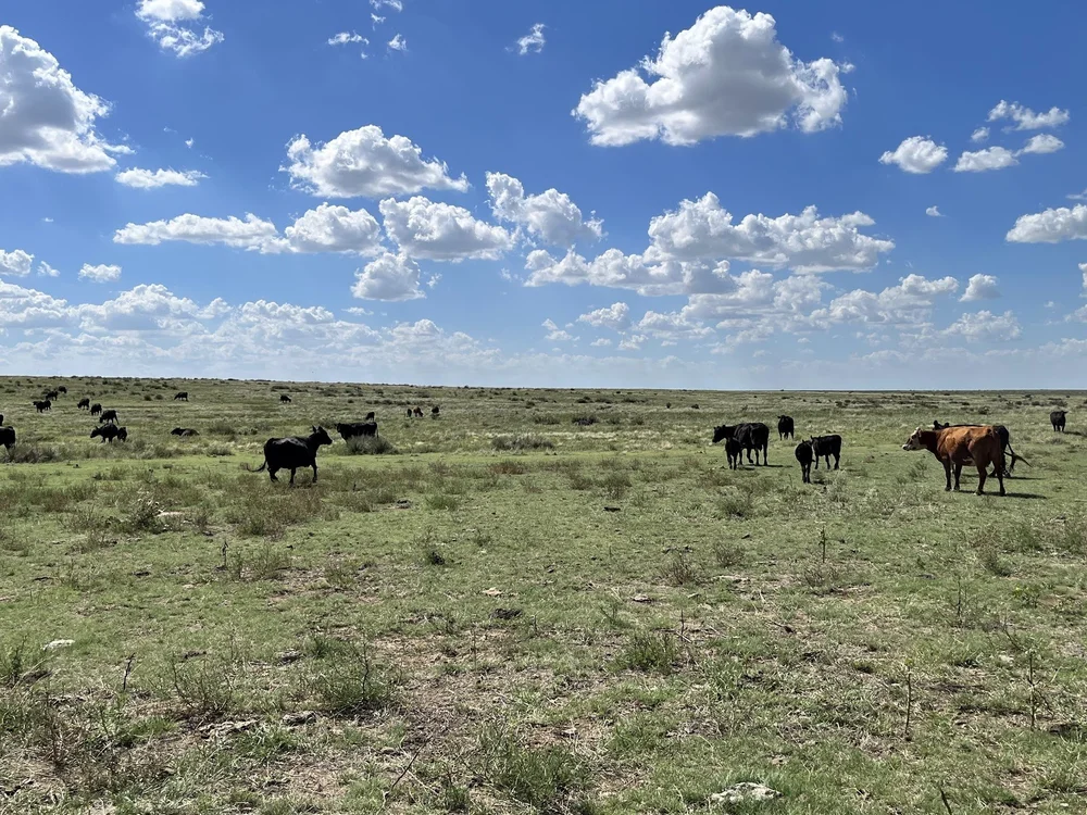 Bamber Ranch | Ranch Raised Beef for Sale | Denver, Colorado Springs ...