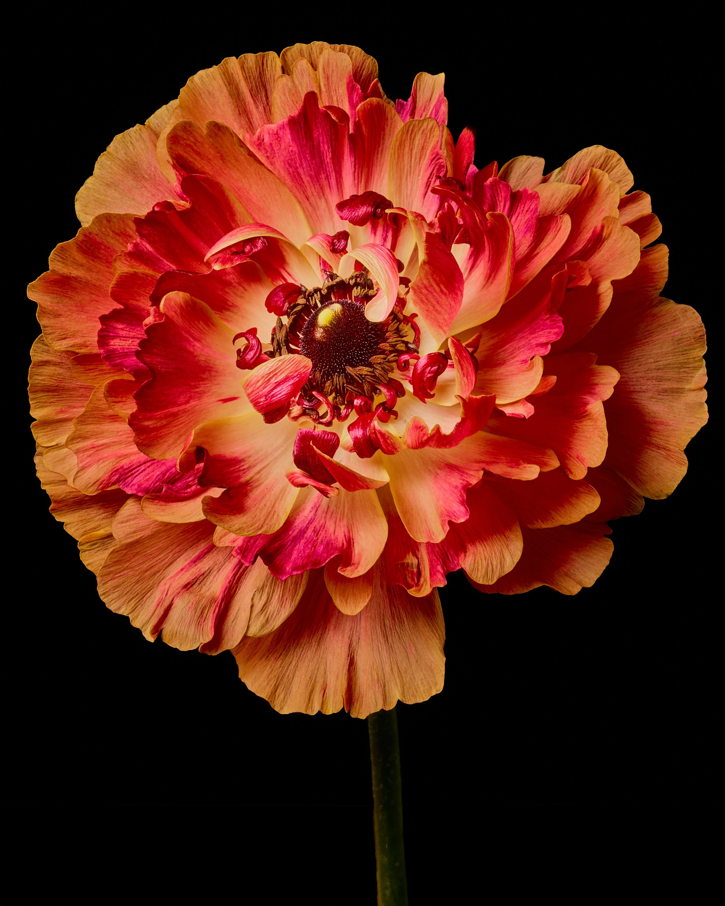 flowers 37.jpg