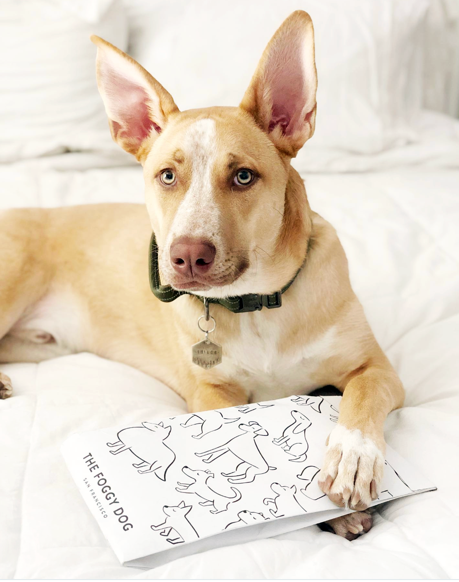 JodyWorthington_FoggyDog_Packaging_2.png