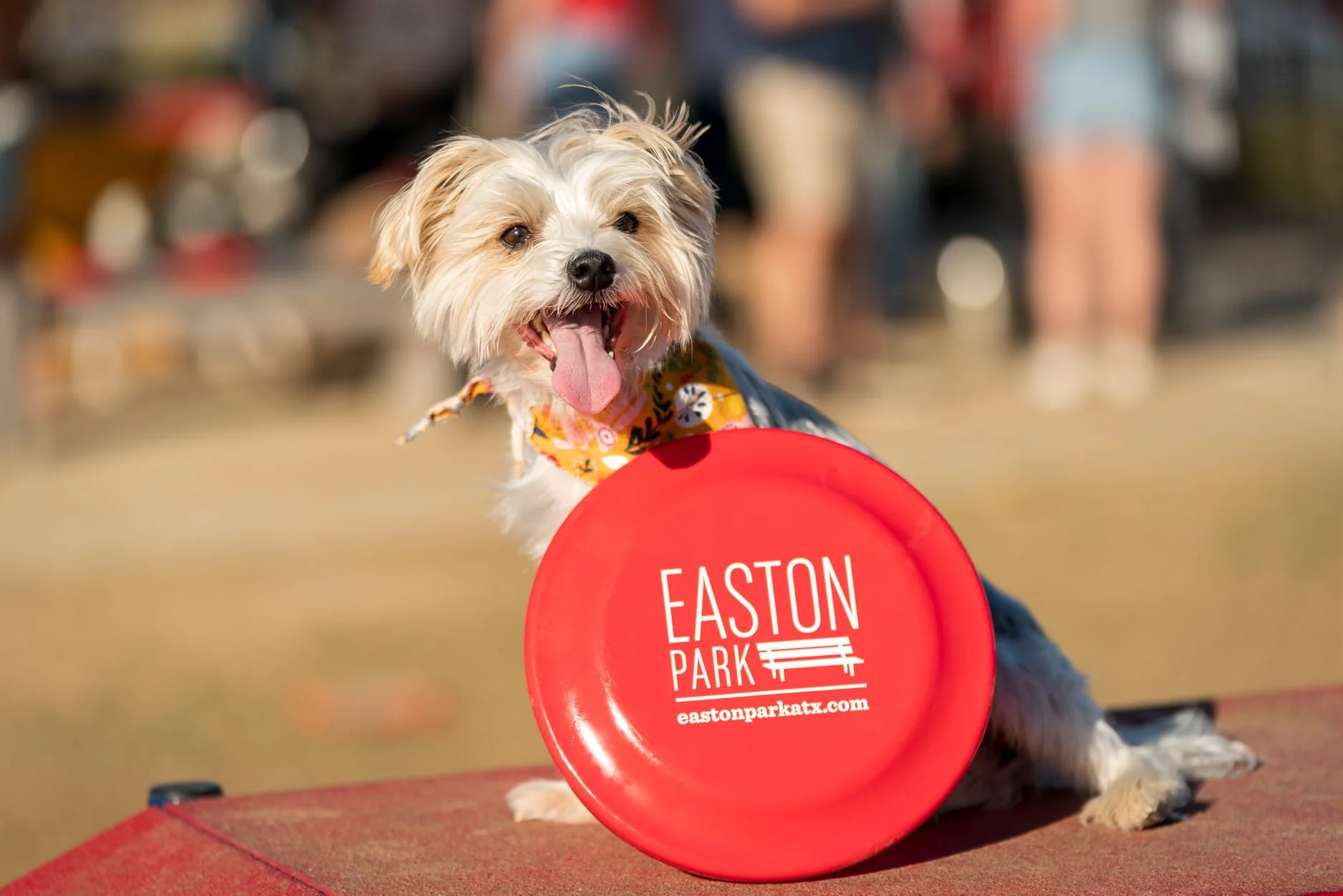 JodyWorthington_EastonPark_Dogs_2.jpg