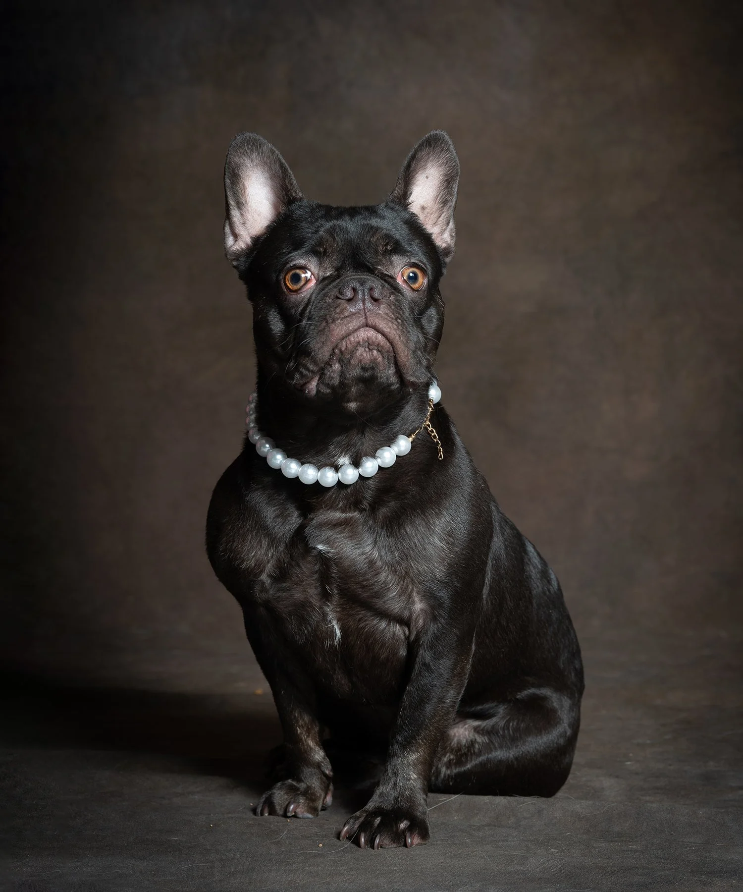 Portrait of a French Bulldog wearing pearls.
