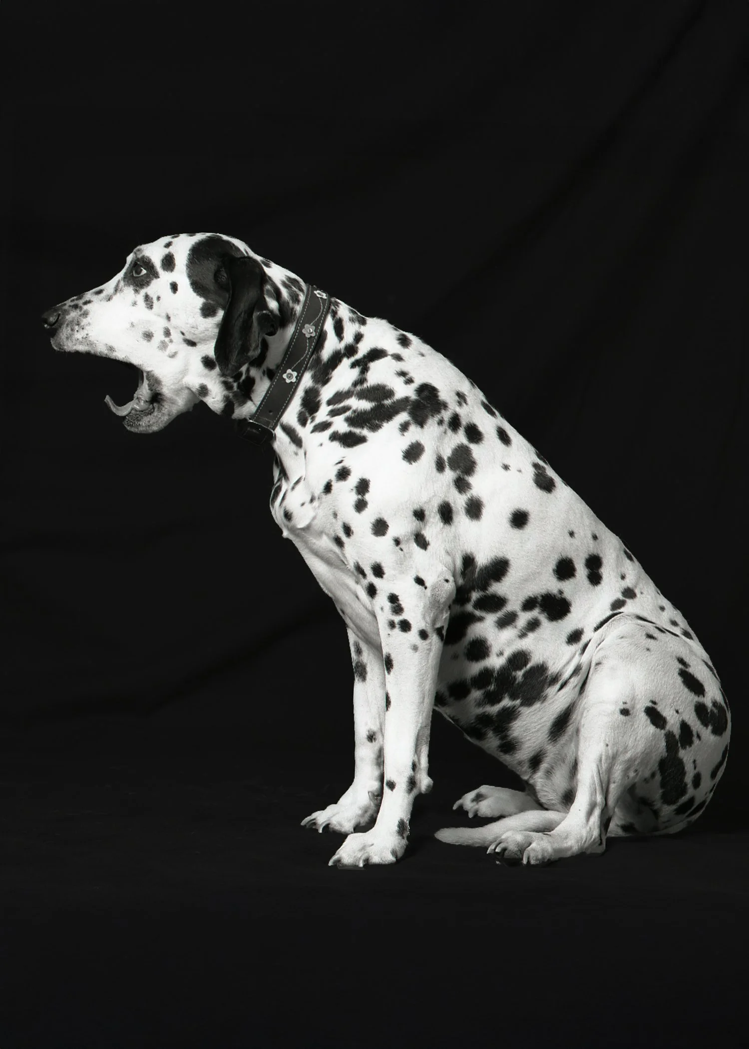 black and white Pet photography of Dalmation dog yawningYawning.JPG