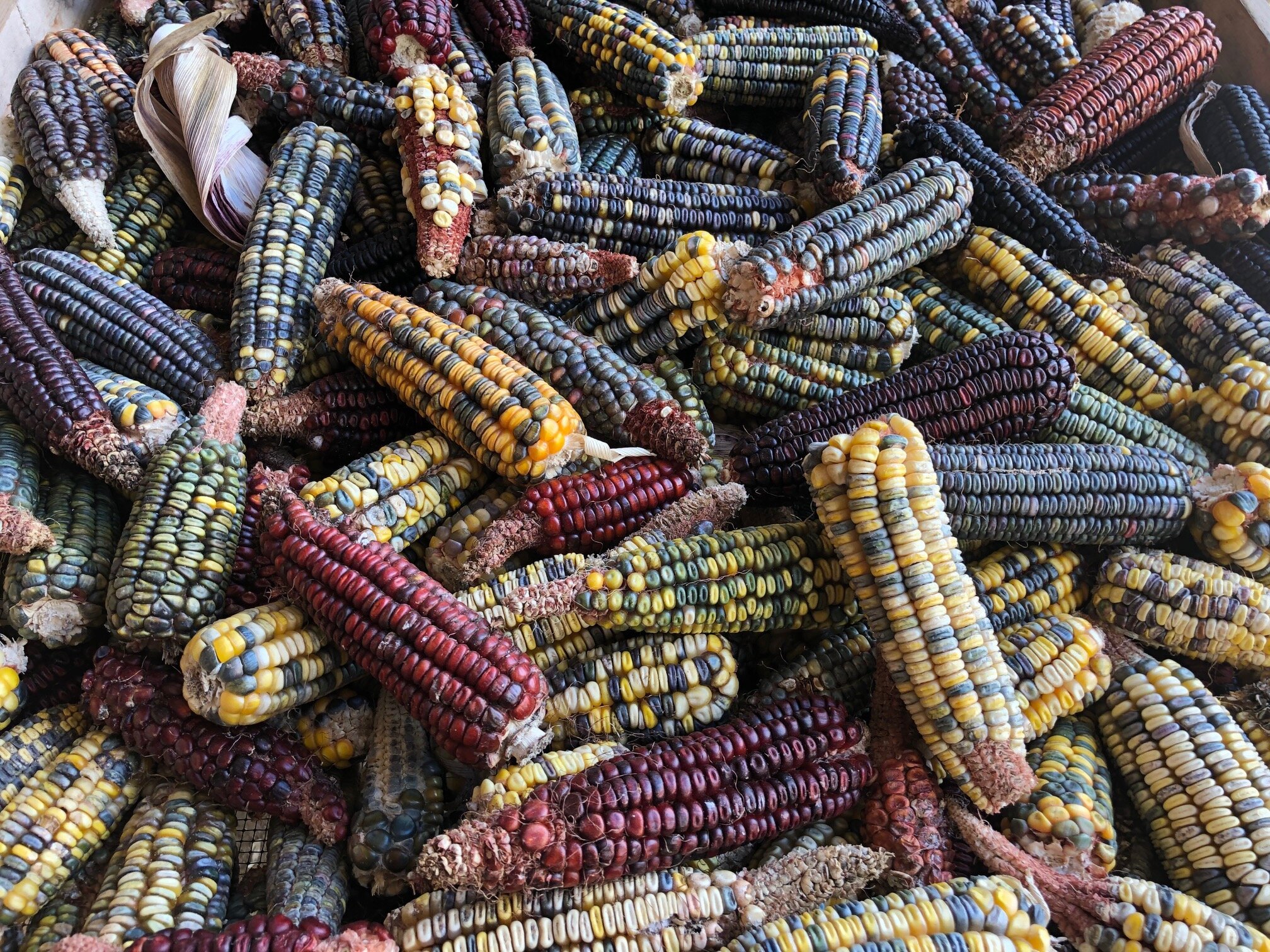 Rainbow Corn.jpeg