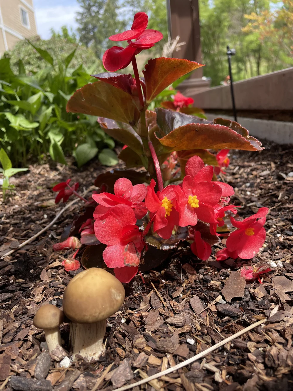 Sonder Lawncare Landscaping sonder-lawncare-landscaping