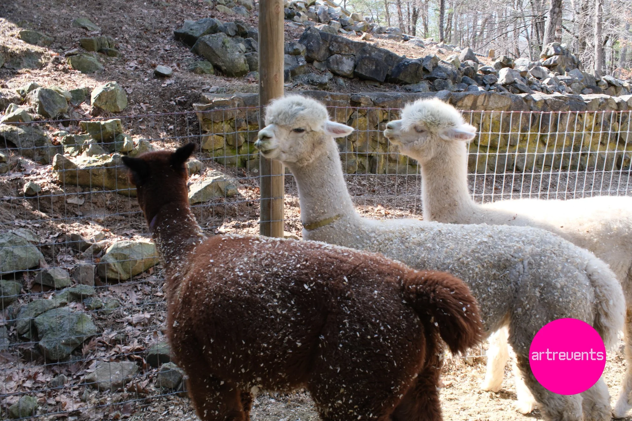 Divas & Goats April 11, 2026-74.jpg