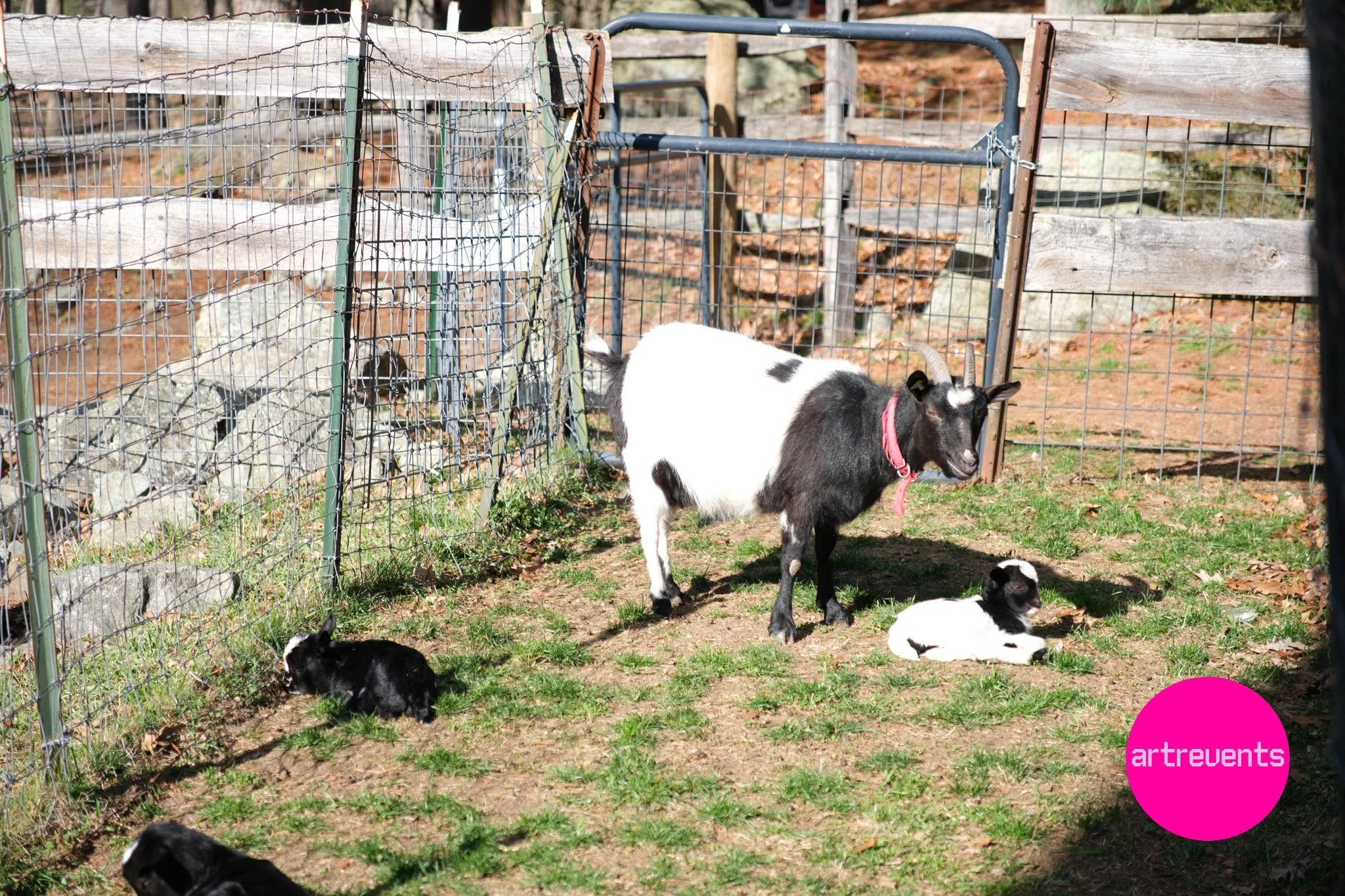 Divas & Goats April 11, 2026-73.jpg