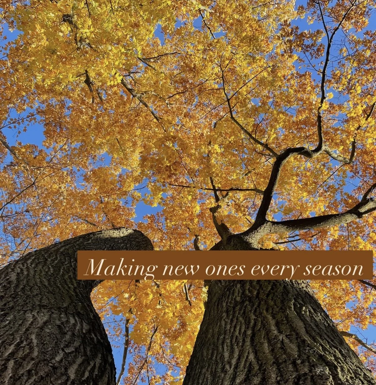 IMG_7929.PNG