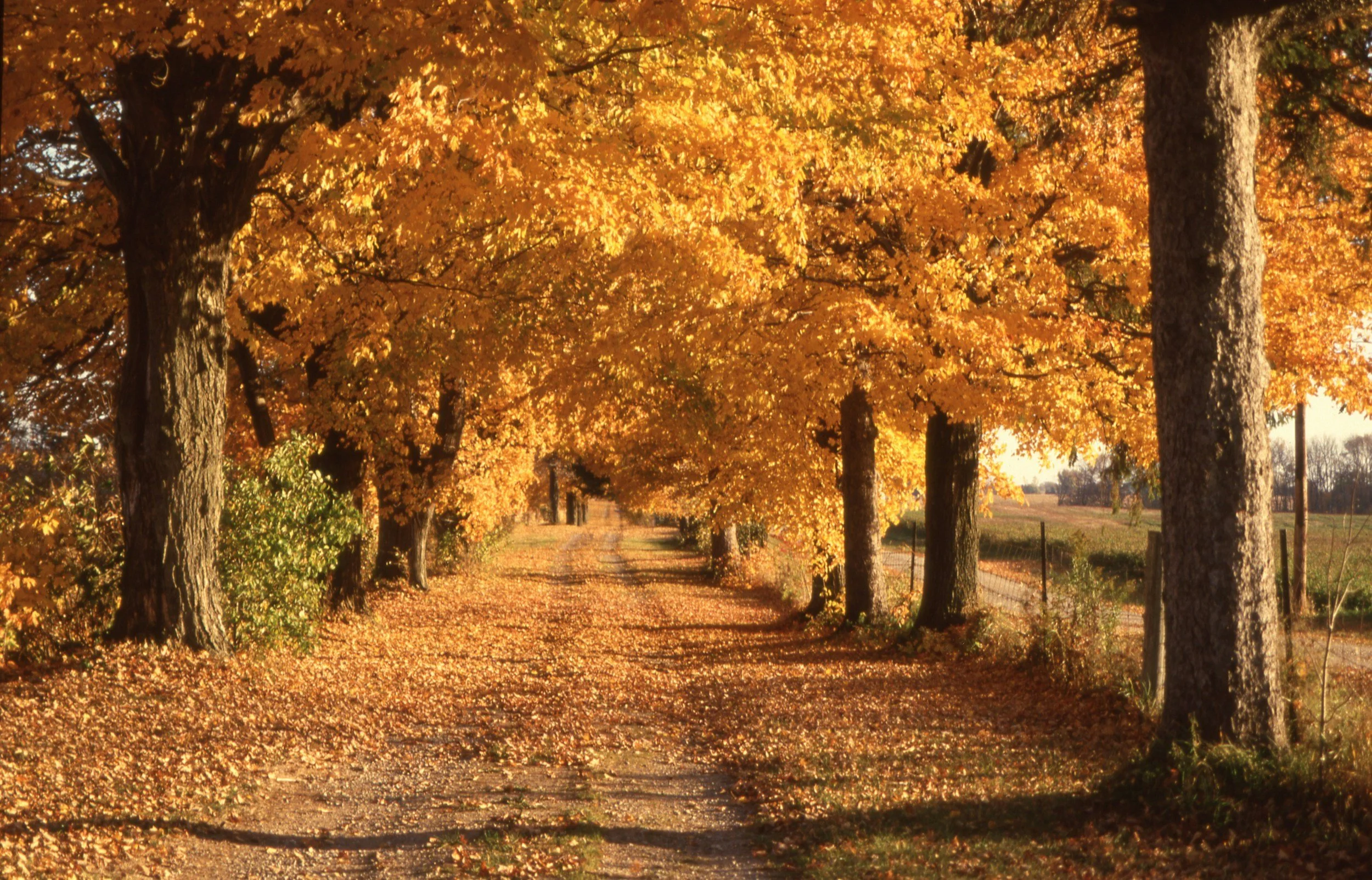 Chlorophyll, Comparison &amp; Contentment: What Fall Teaches Us About Letting Go