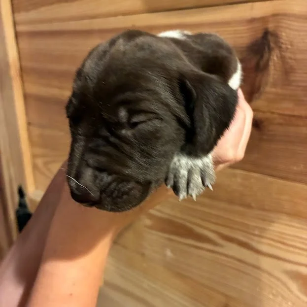 MALE #1