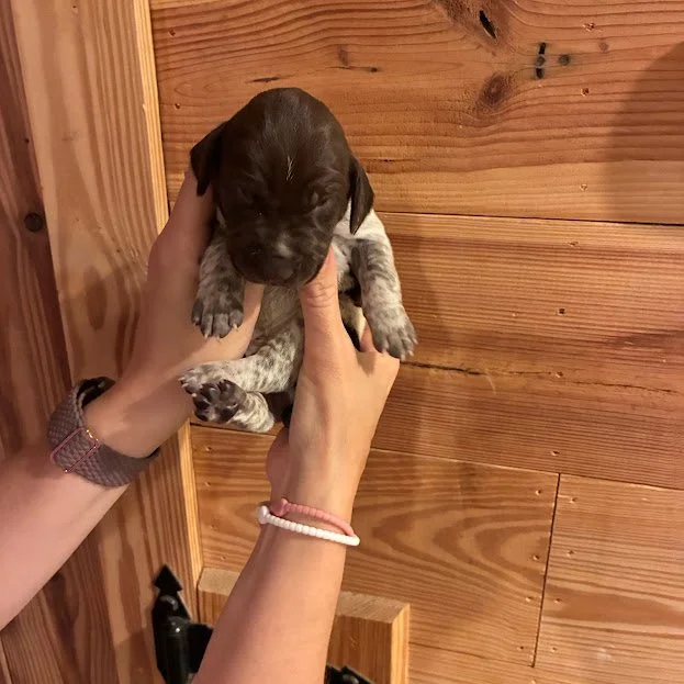 MALE #2