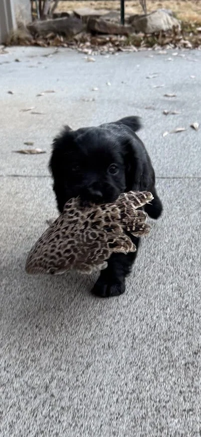 HHK's Bear Necessities