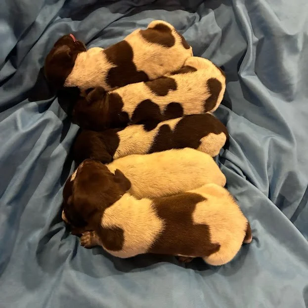5 FEMALES 
