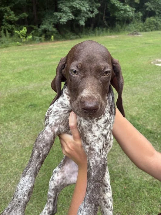 MALE #3-9 weeks(***available***