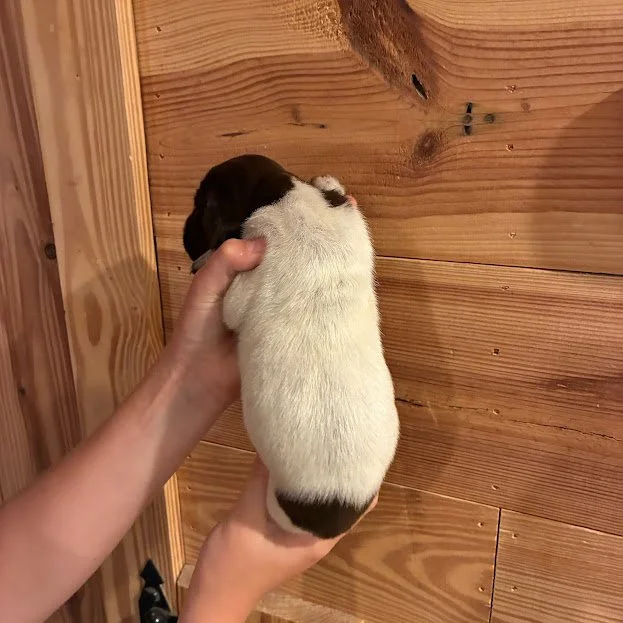 MALE #3