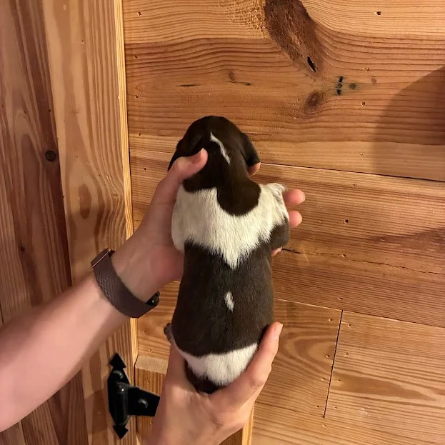 MALE #2