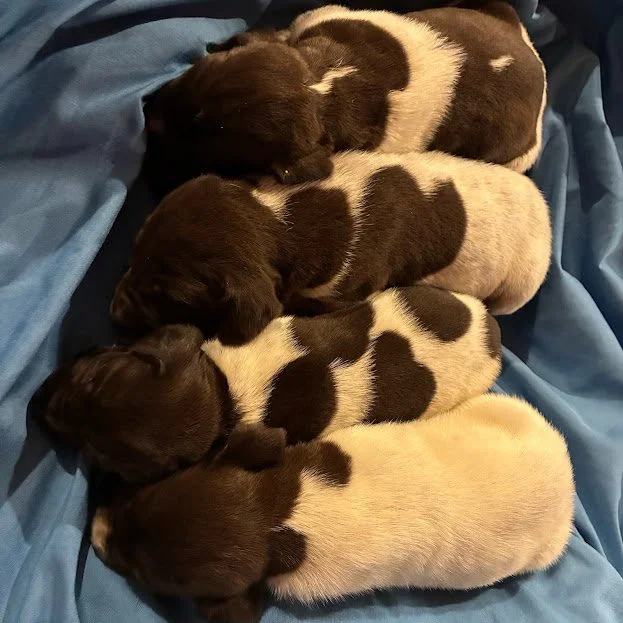 4 MALES