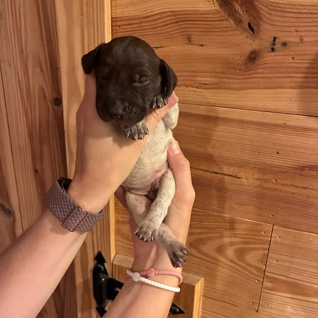 MALE #4 RUNT