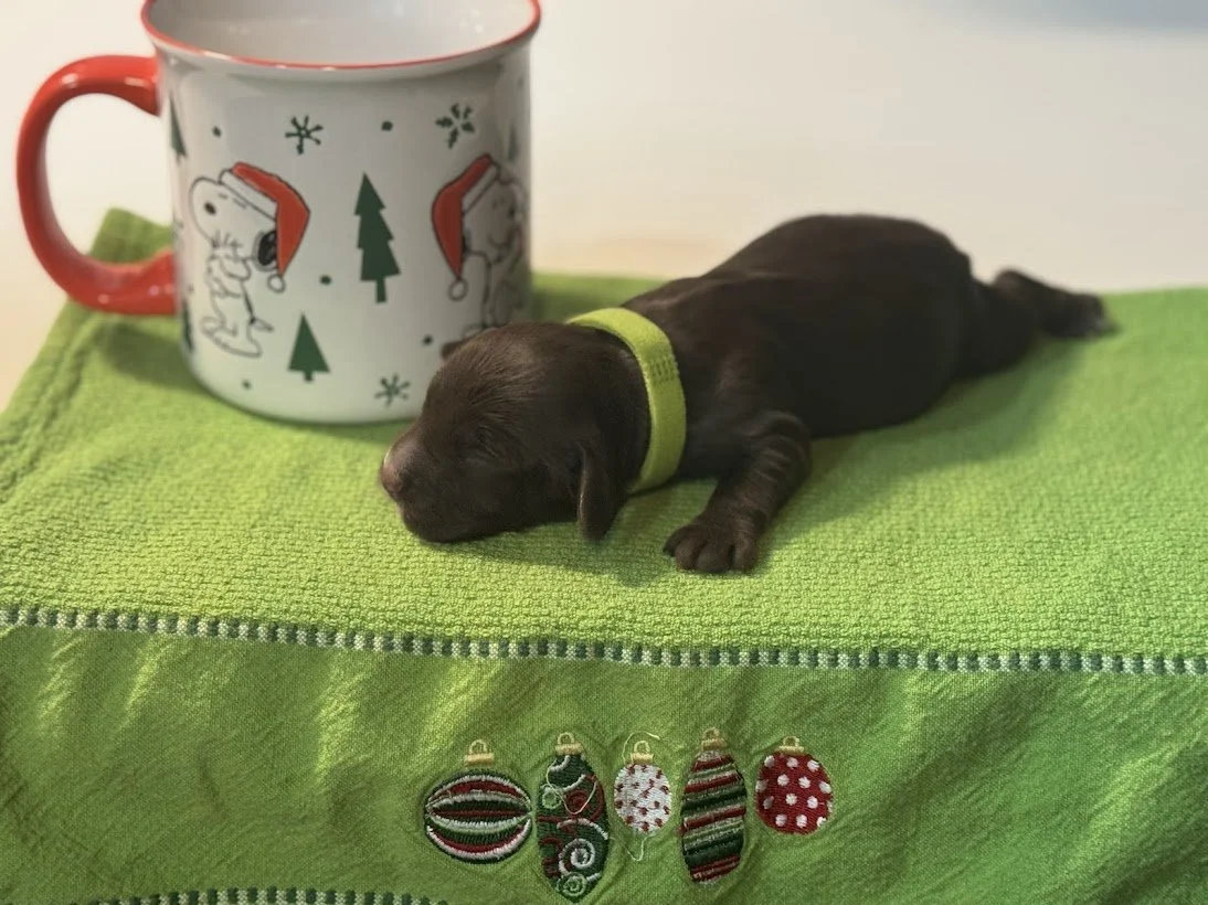 IMG_0795.jpg