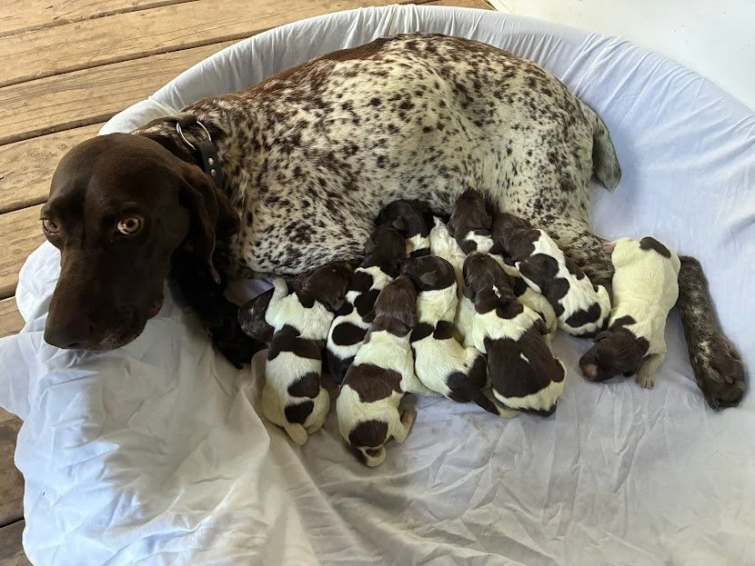 Hazel X Raines Litter ( Whelped 05/13/2026)