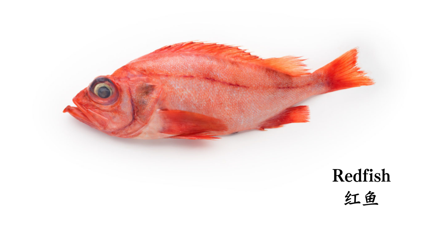 红鱼 — Seafood From Canada