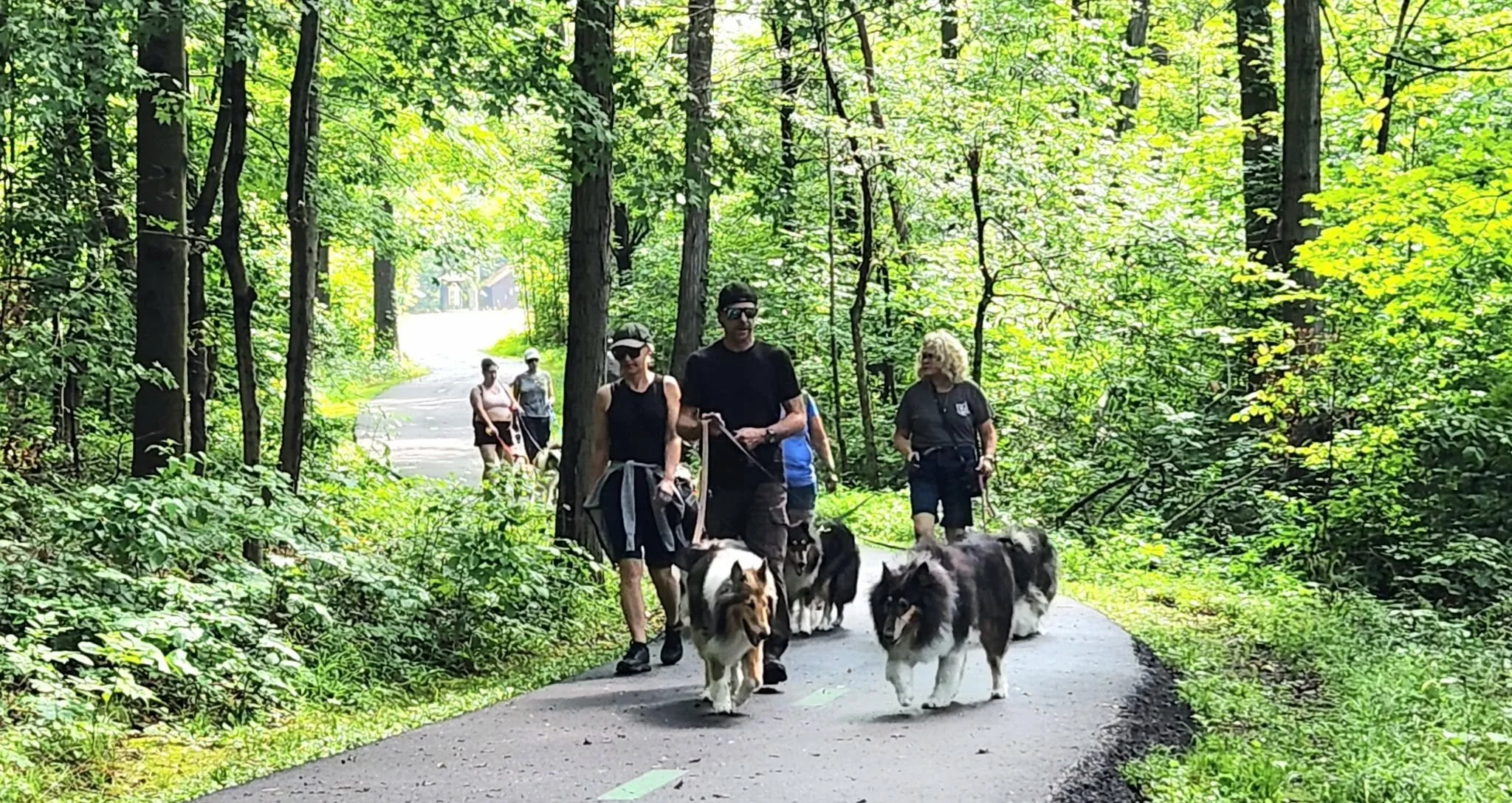 World Collie Day 2026