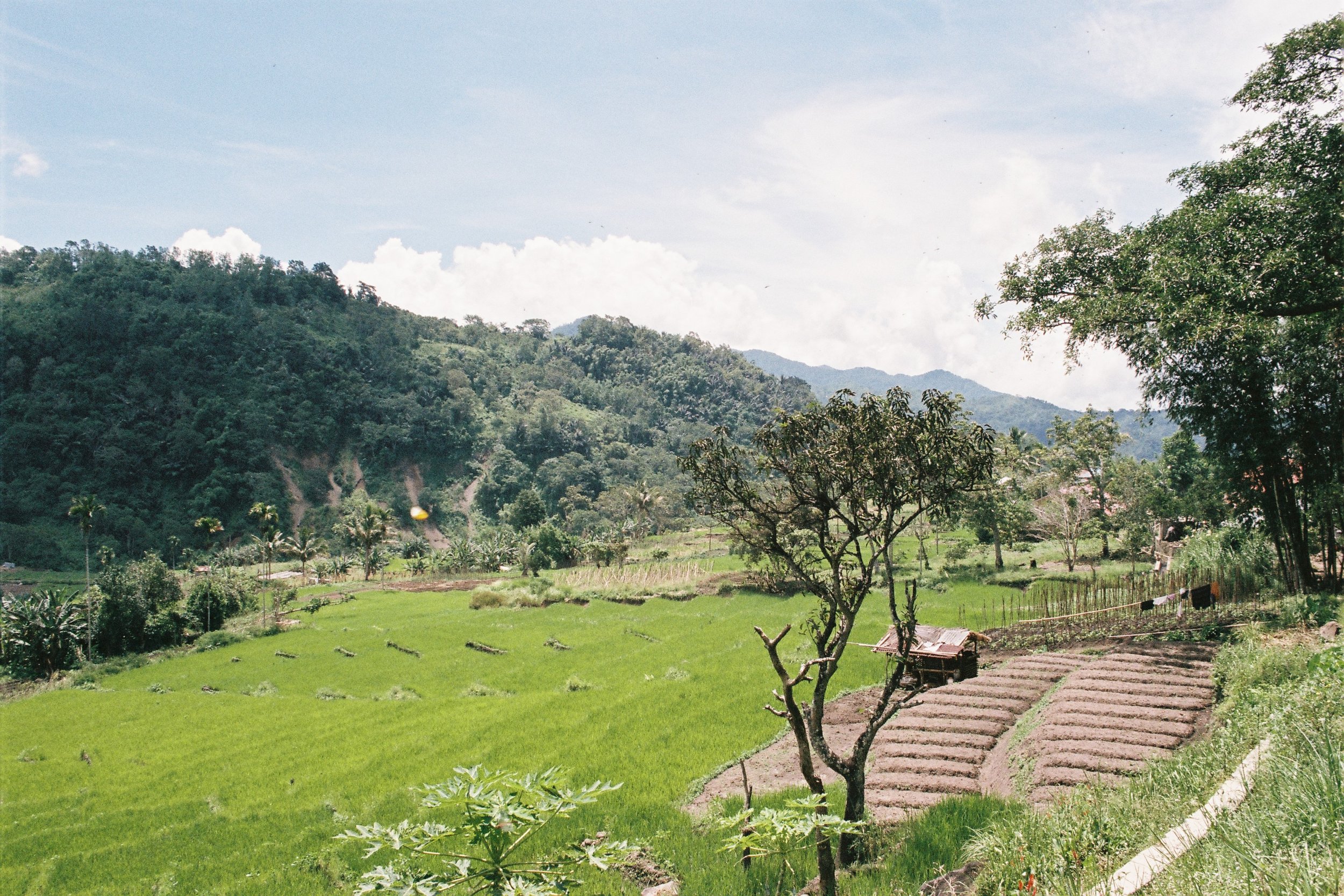 tour-flores-indonesia-landscape-moni-rice-field-green-and-bright.JPG